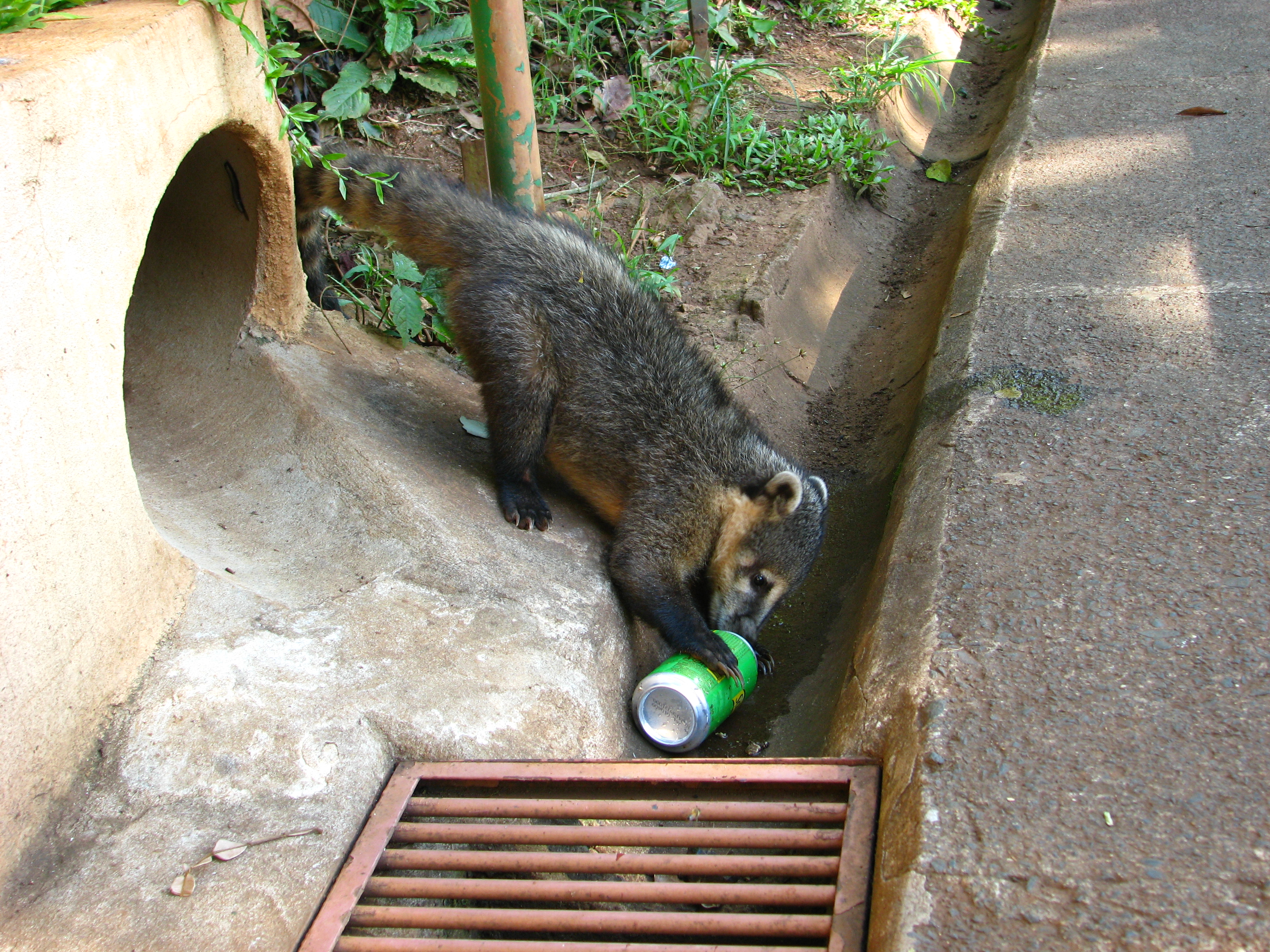 argentina 2008 007